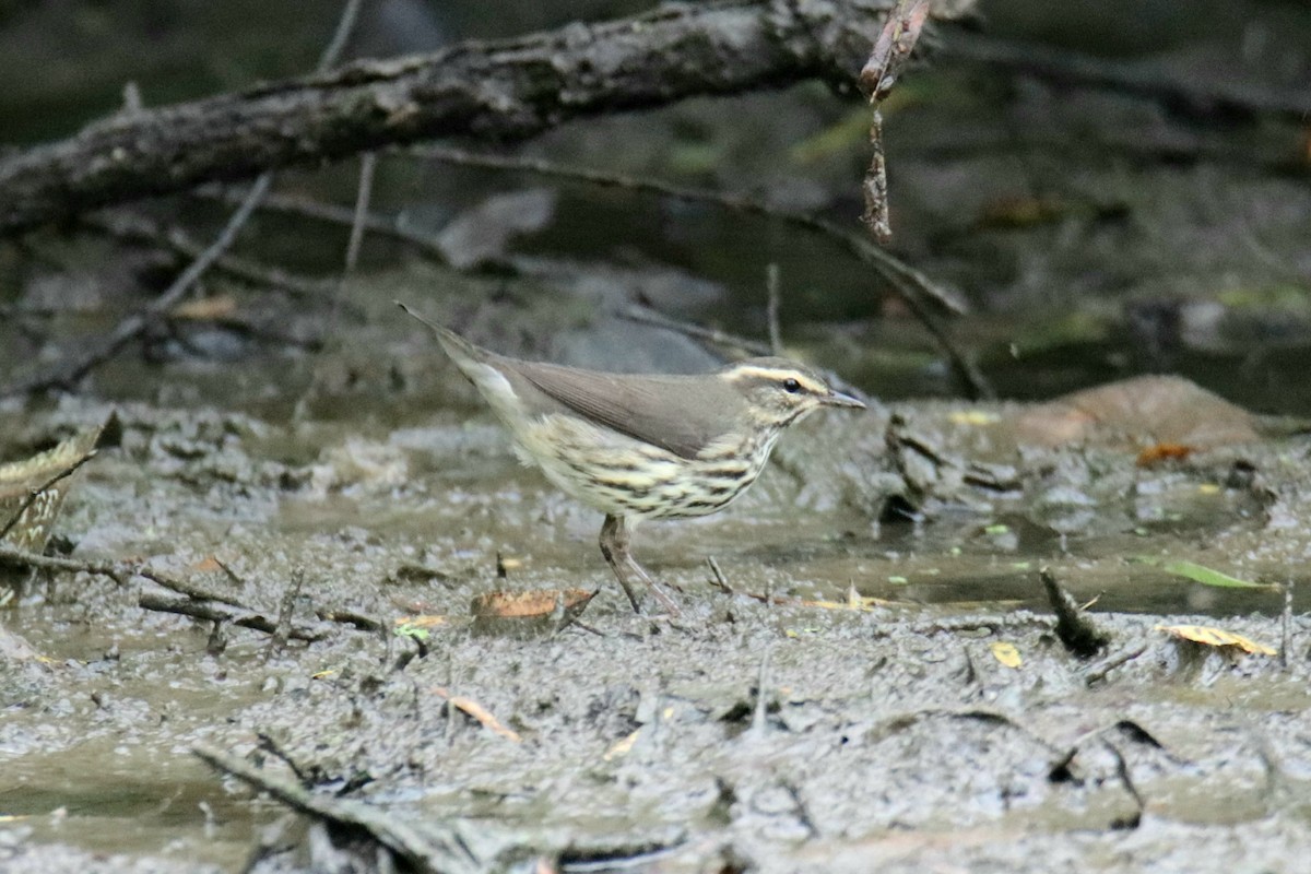 Northern Waterthrush - ML624218570