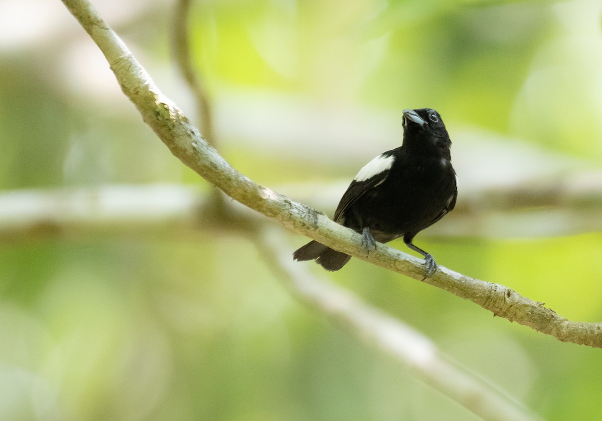 White-shouldered Tanager - ML624218572