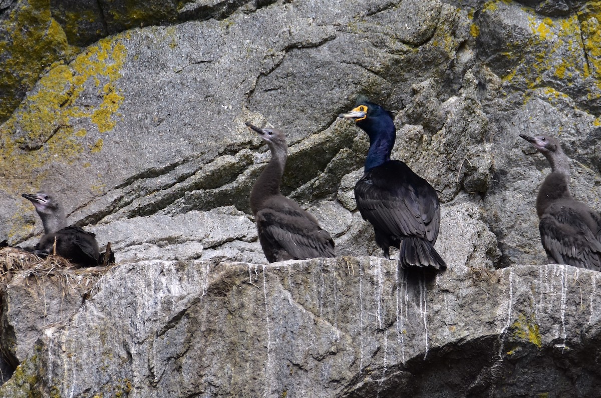 Red-faced Cormorant - ML624218573