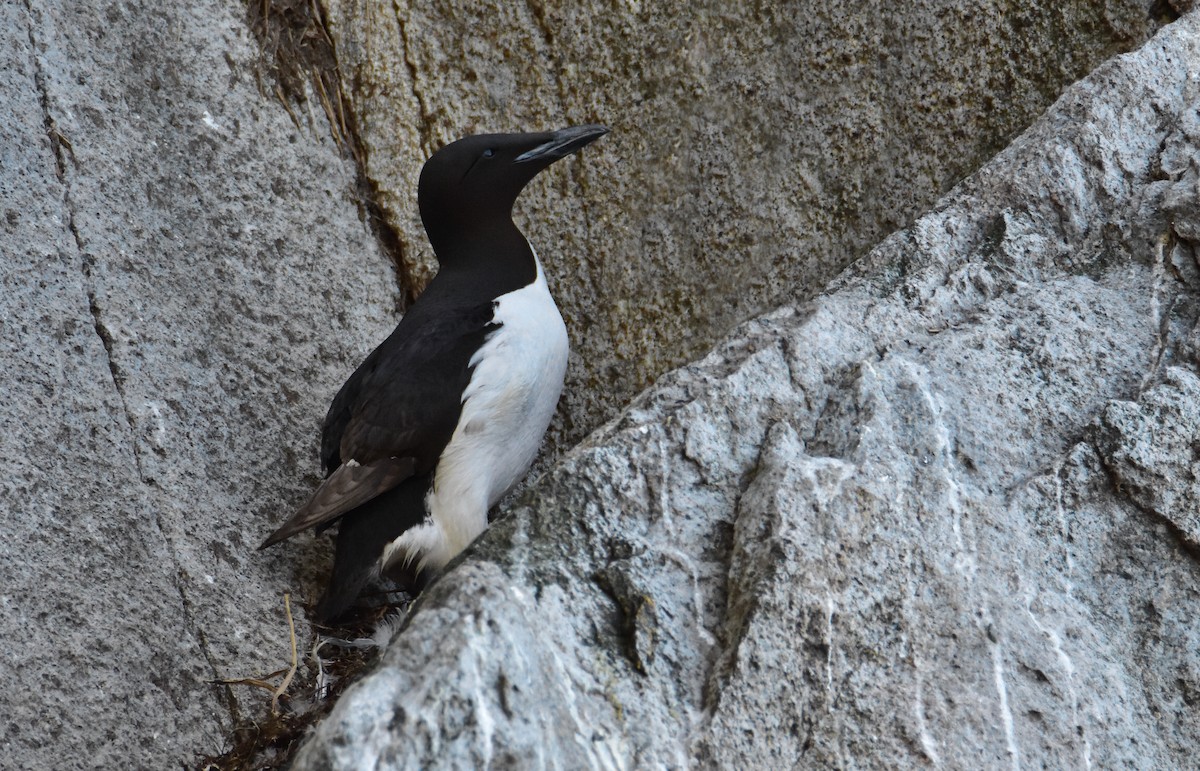 Thick-billed Murre - ML624218576