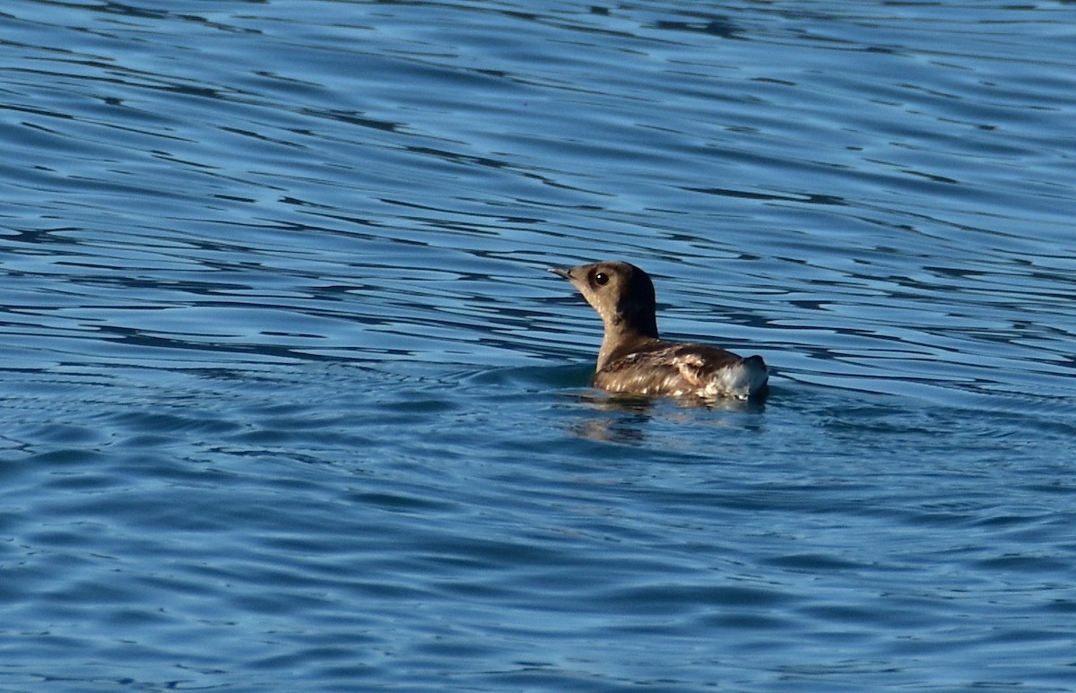 Marbled Murrelet - ML624218577