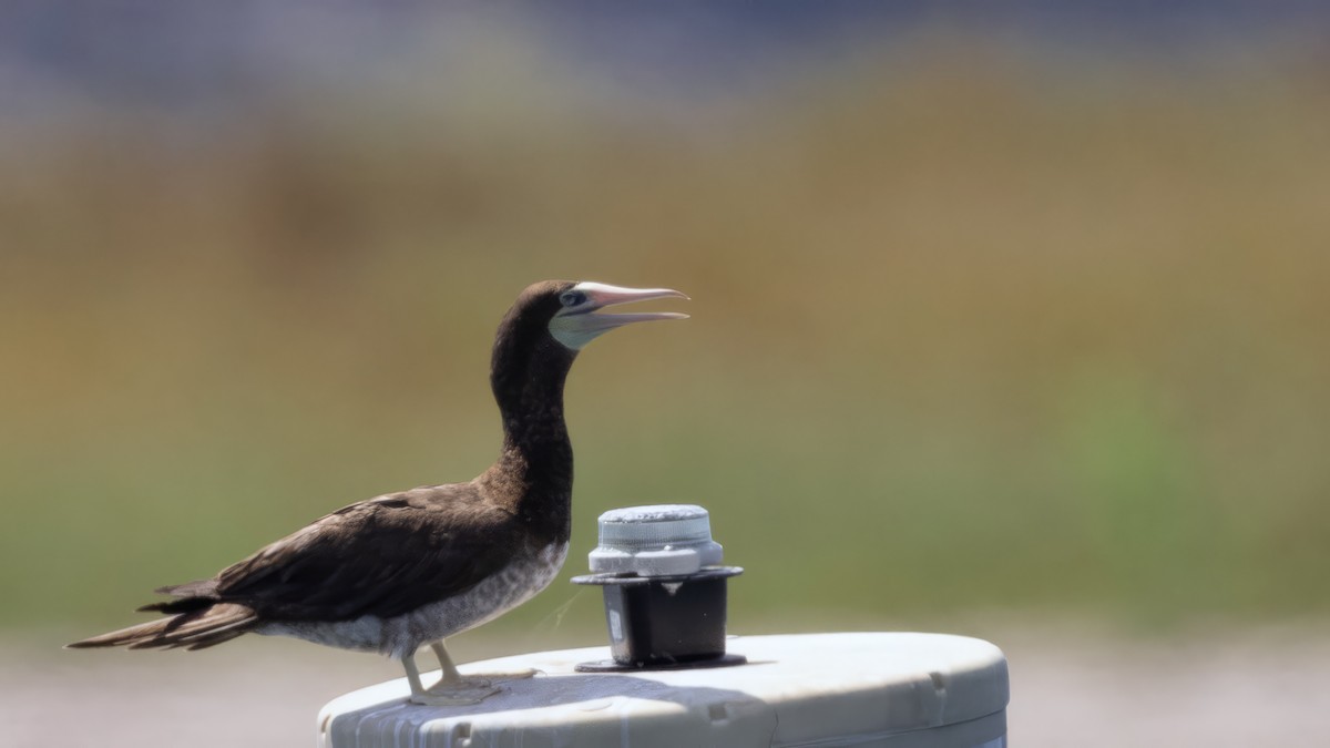 Brown Booby - ML624218578