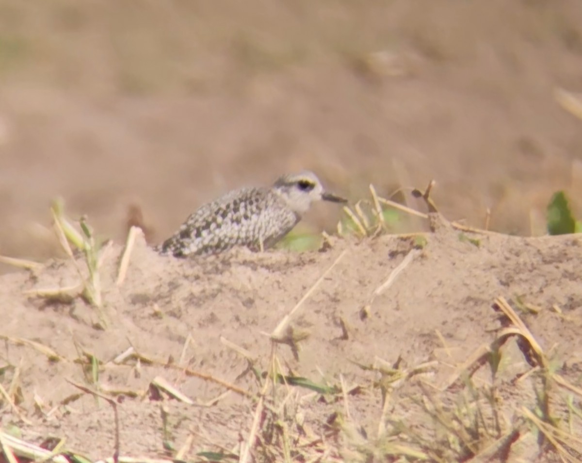 Black-bellied Plover - ML624218583