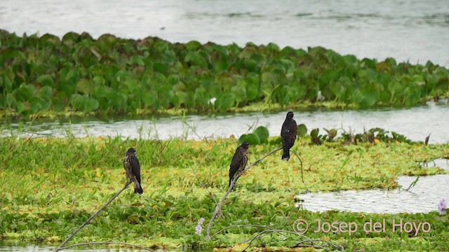 Snail Kite - ML624218599