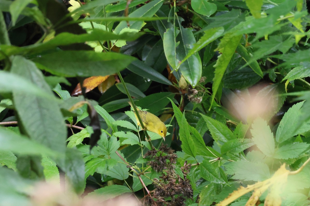 Northern Yellow Warbler - ML624218613