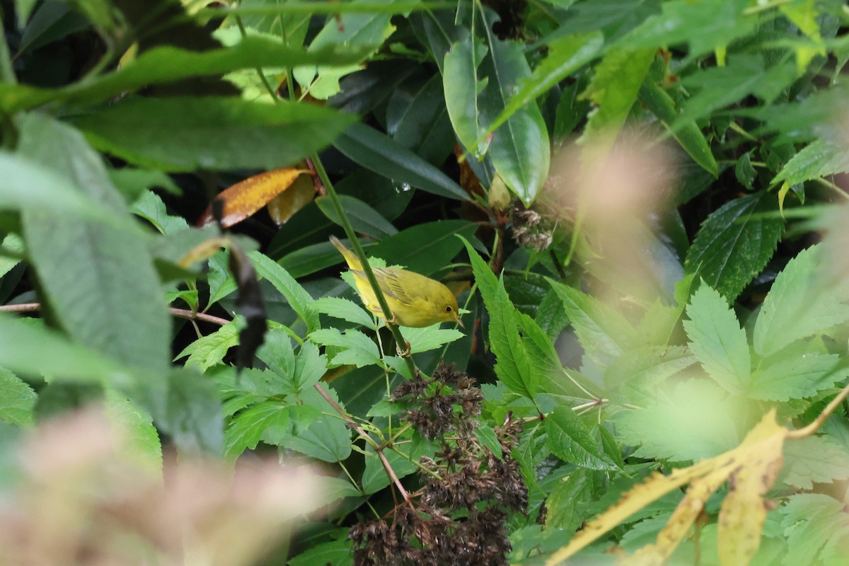 Northern Yellow Warbler - ML624218614