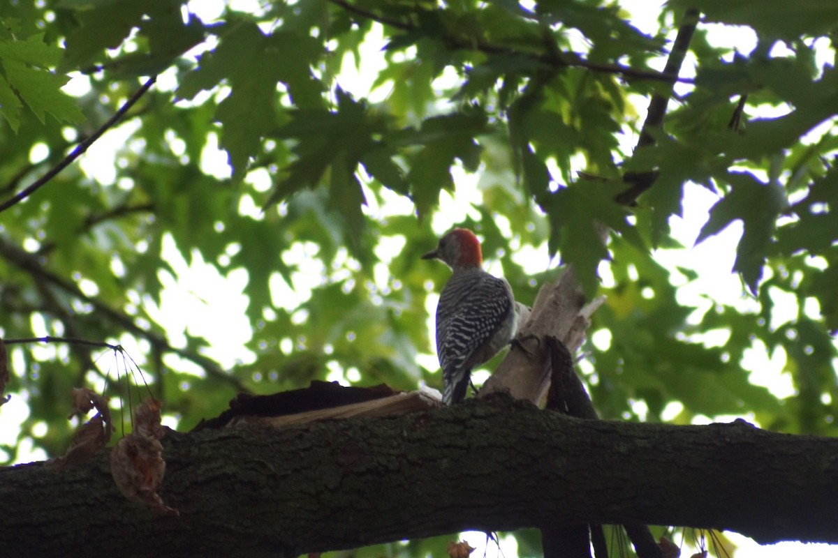 Red-bellied Woodpecker - ML624218615