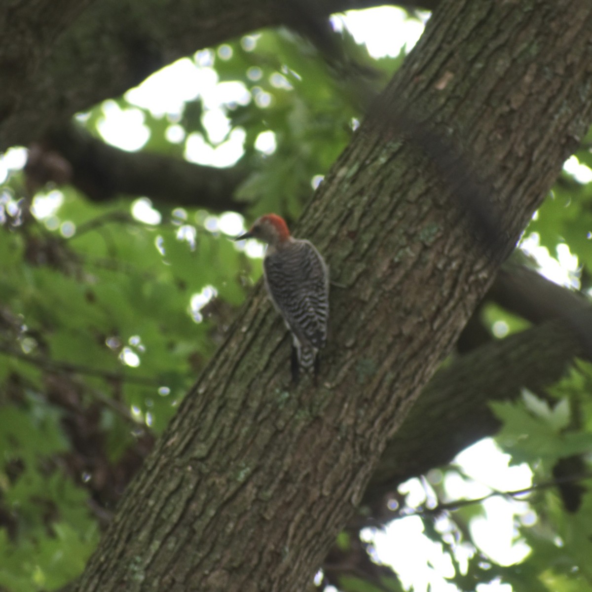 Red-bellied Woodpecker - ML624218616