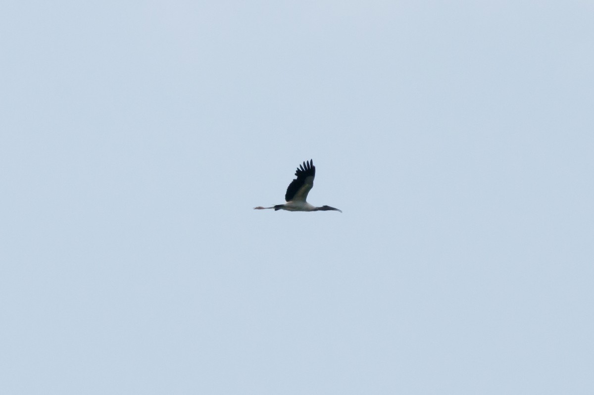 Wood Stork - Dan Hannon