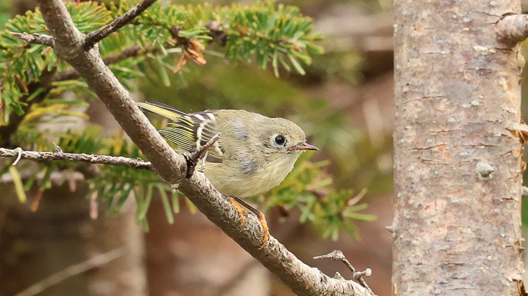 Ruby-crowned Kinglet - ML624218638