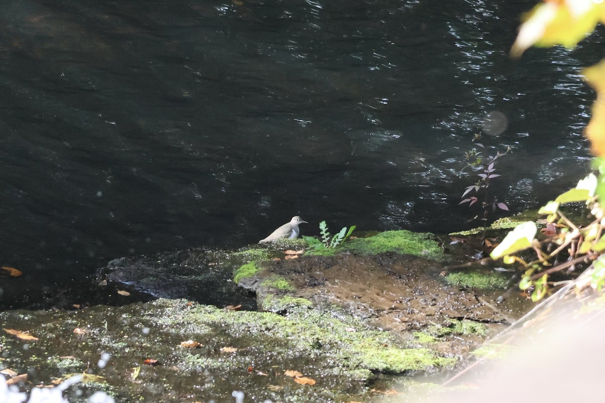 Spotted Sandpiper - ML624218639