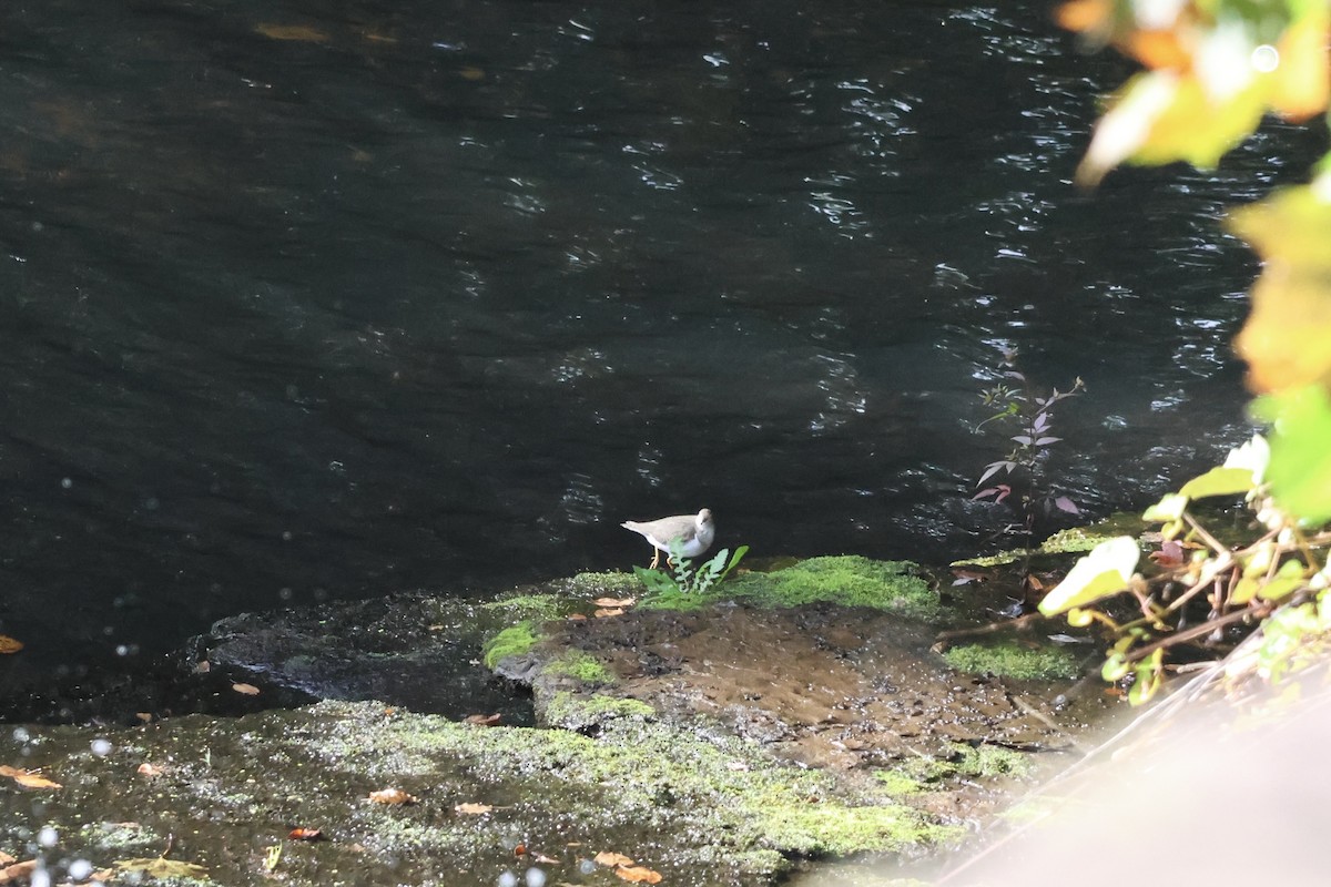 Spotted Sandpiper - ML624218640