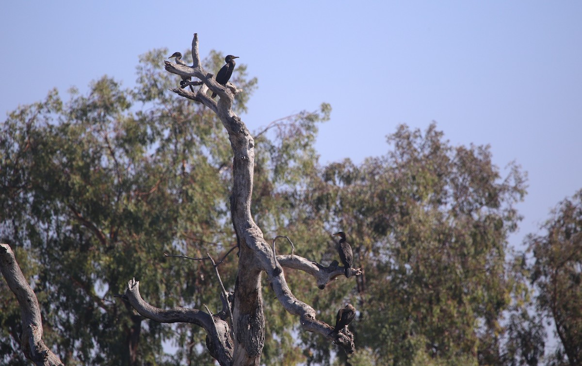 Double-crested Cormorant - ML624218642