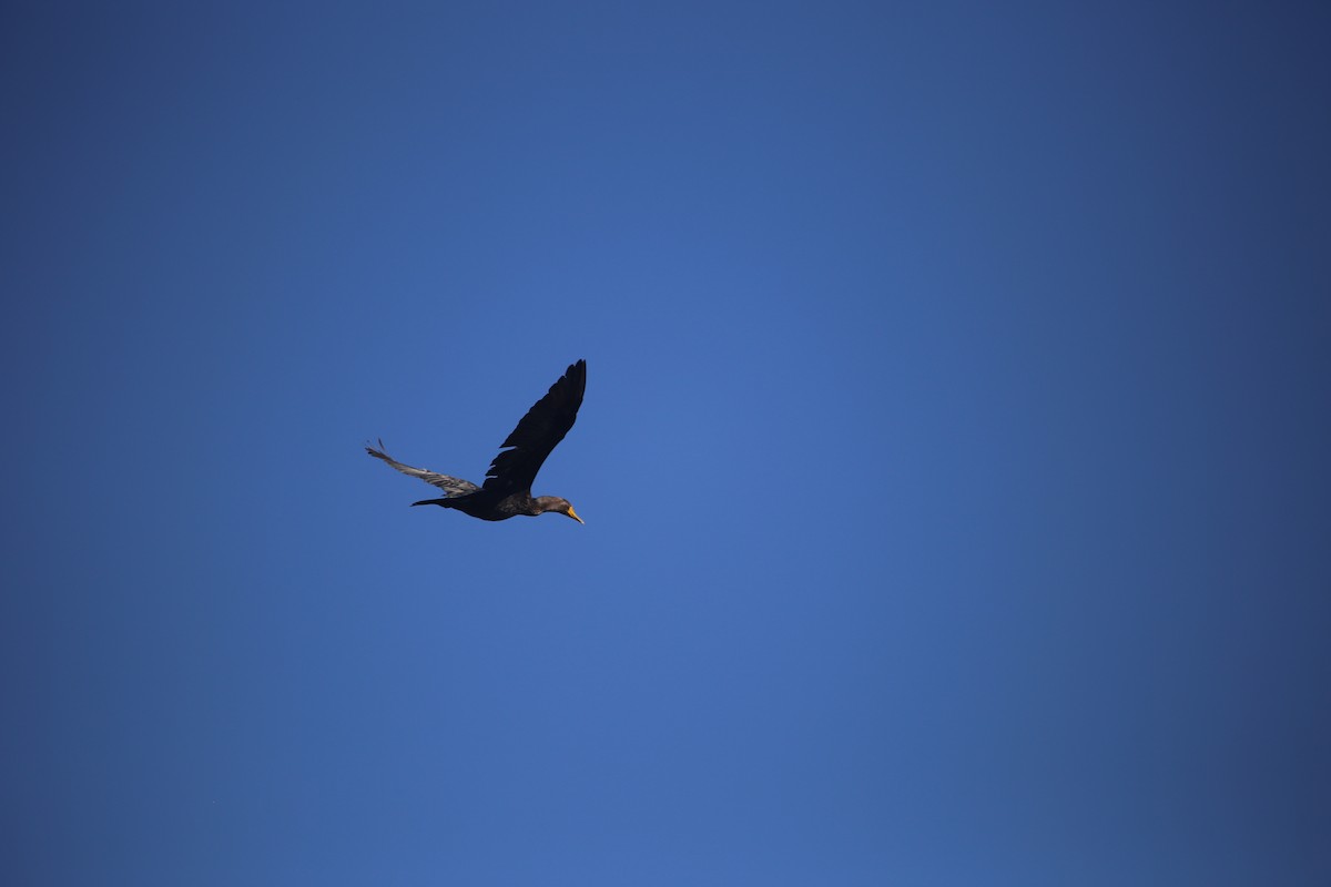 Double-crested Cormorant - Ning Xu