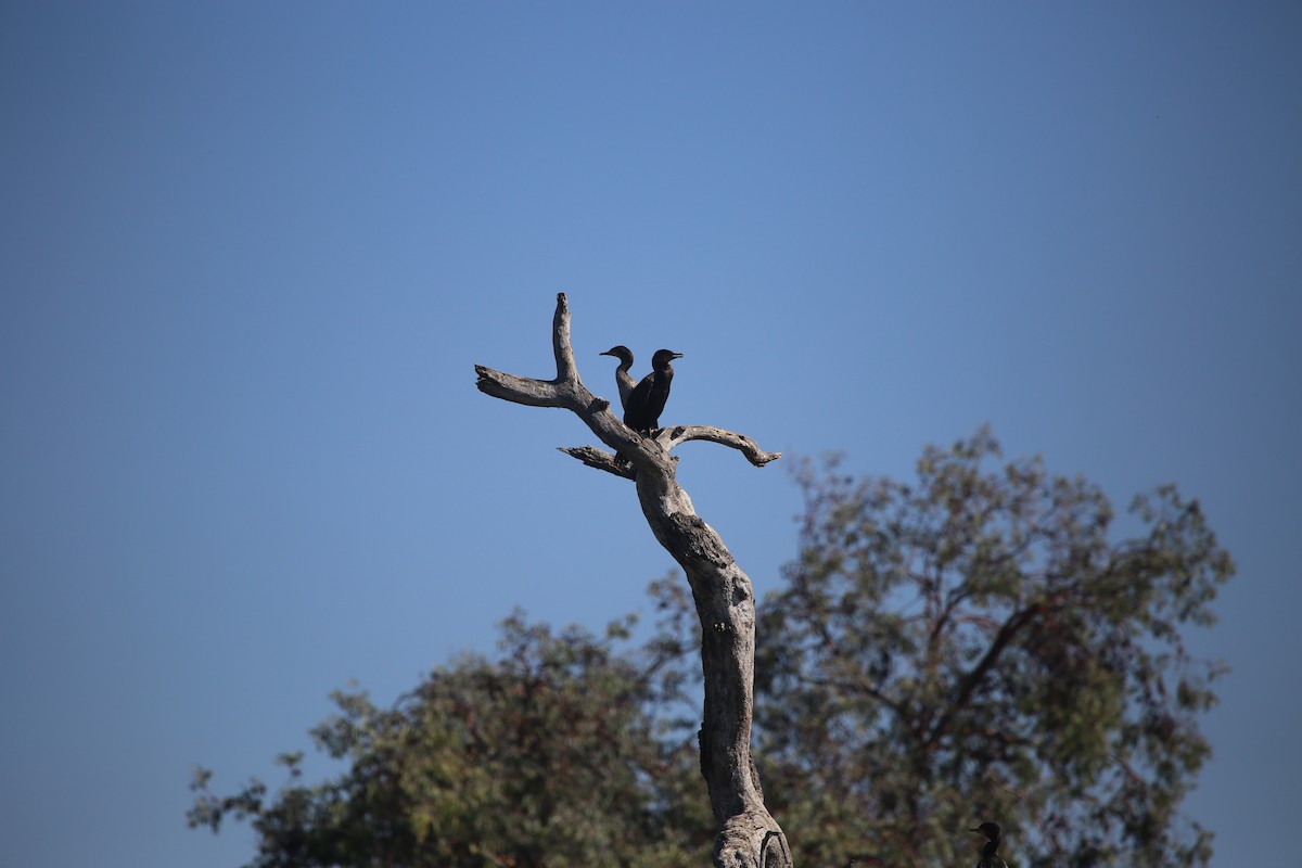 Double-crested Cormorant - ML624218644