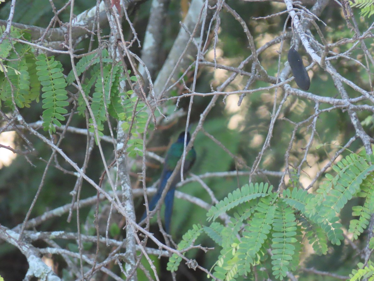 Swallow-tailed Hummingbird - Joelma Mesquita