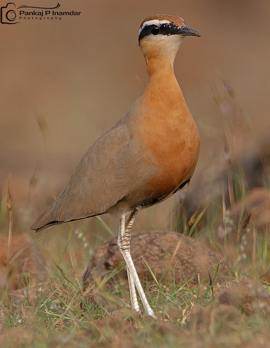 Indian Courser - ML624218650