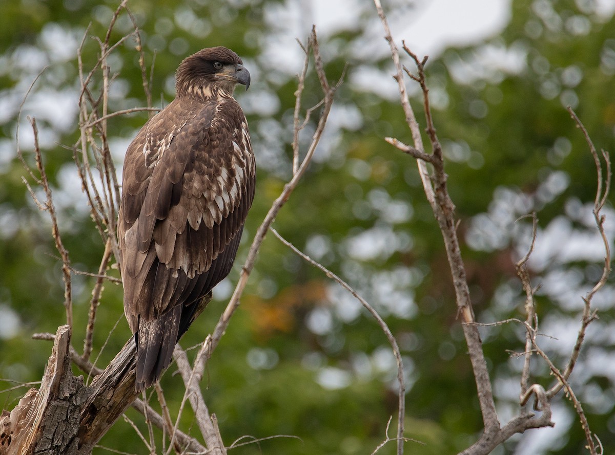 Bald Eagle - ML624218652