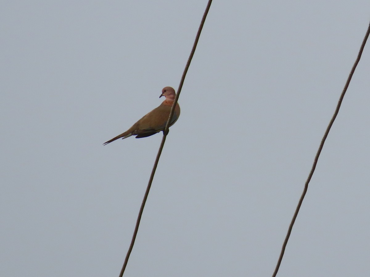 Laughing Dove - ML624218653