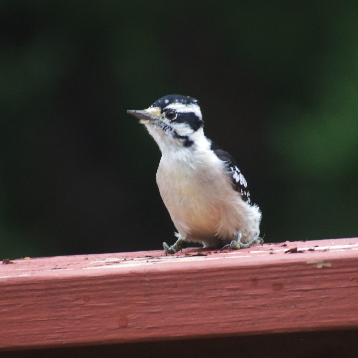 Downy Woodpecker - ML624218660