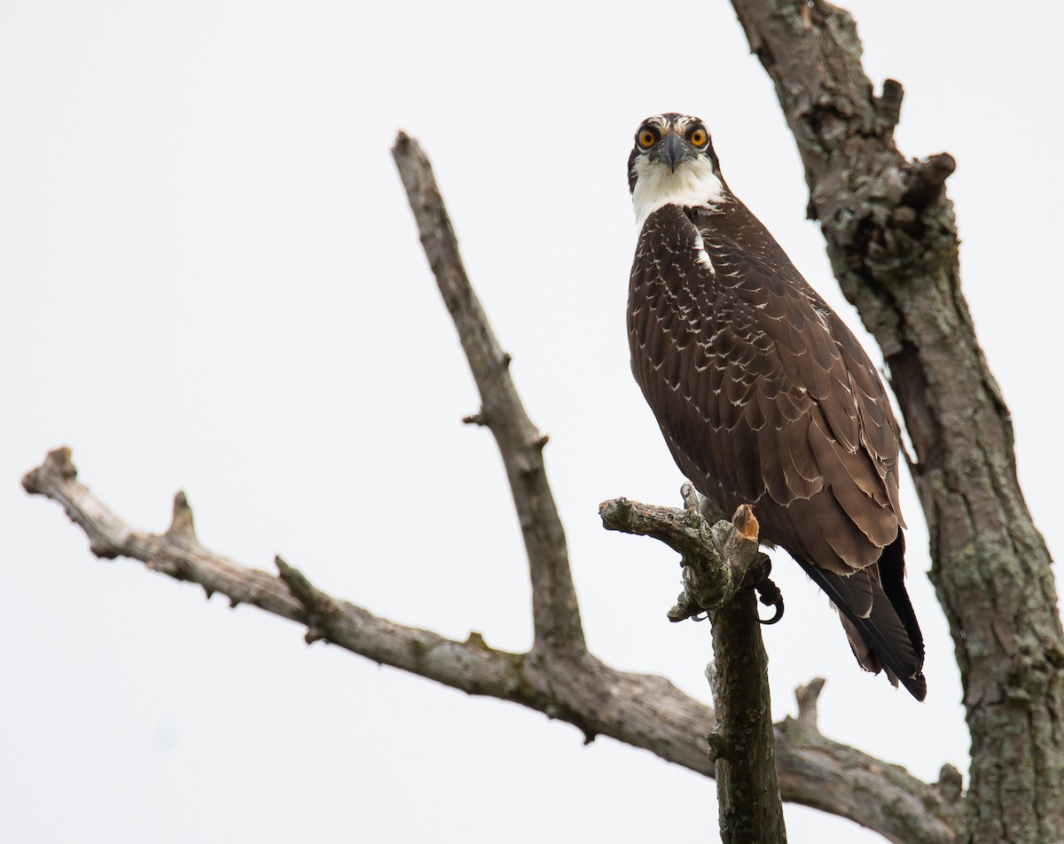 Osprey - Owen Leggio