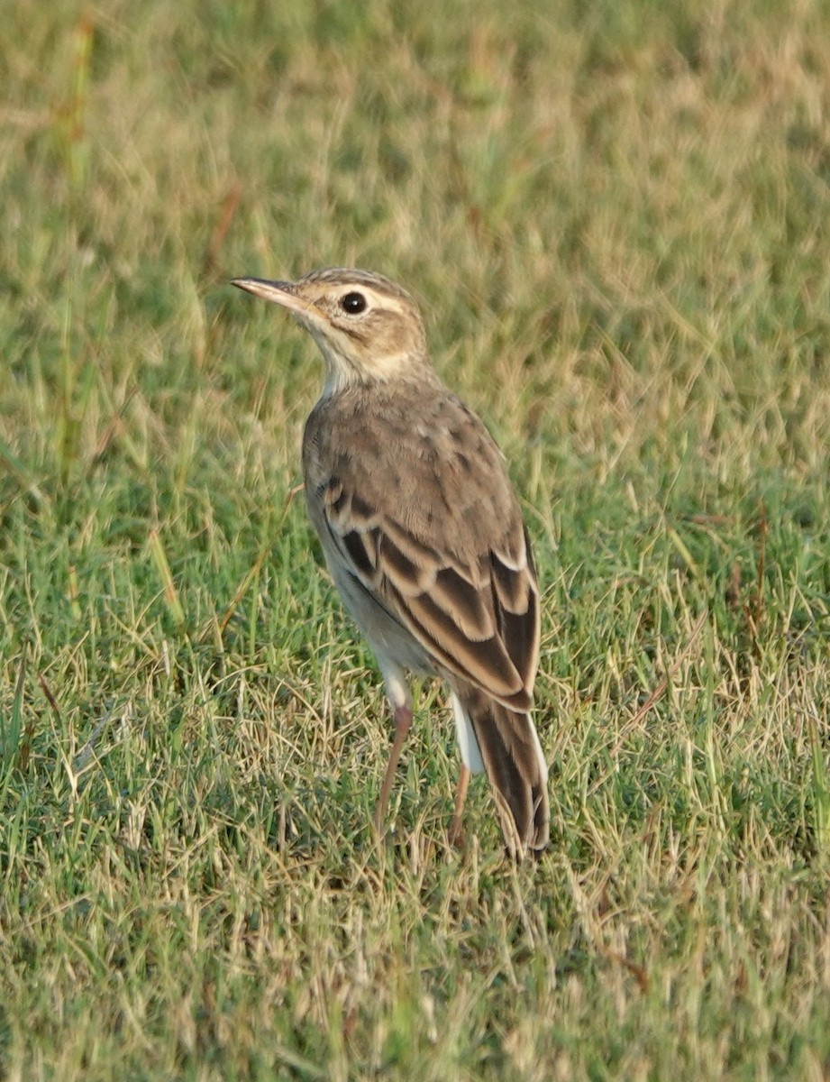 Paddyfield Pipit - Prof Chandan Singh Dalawat