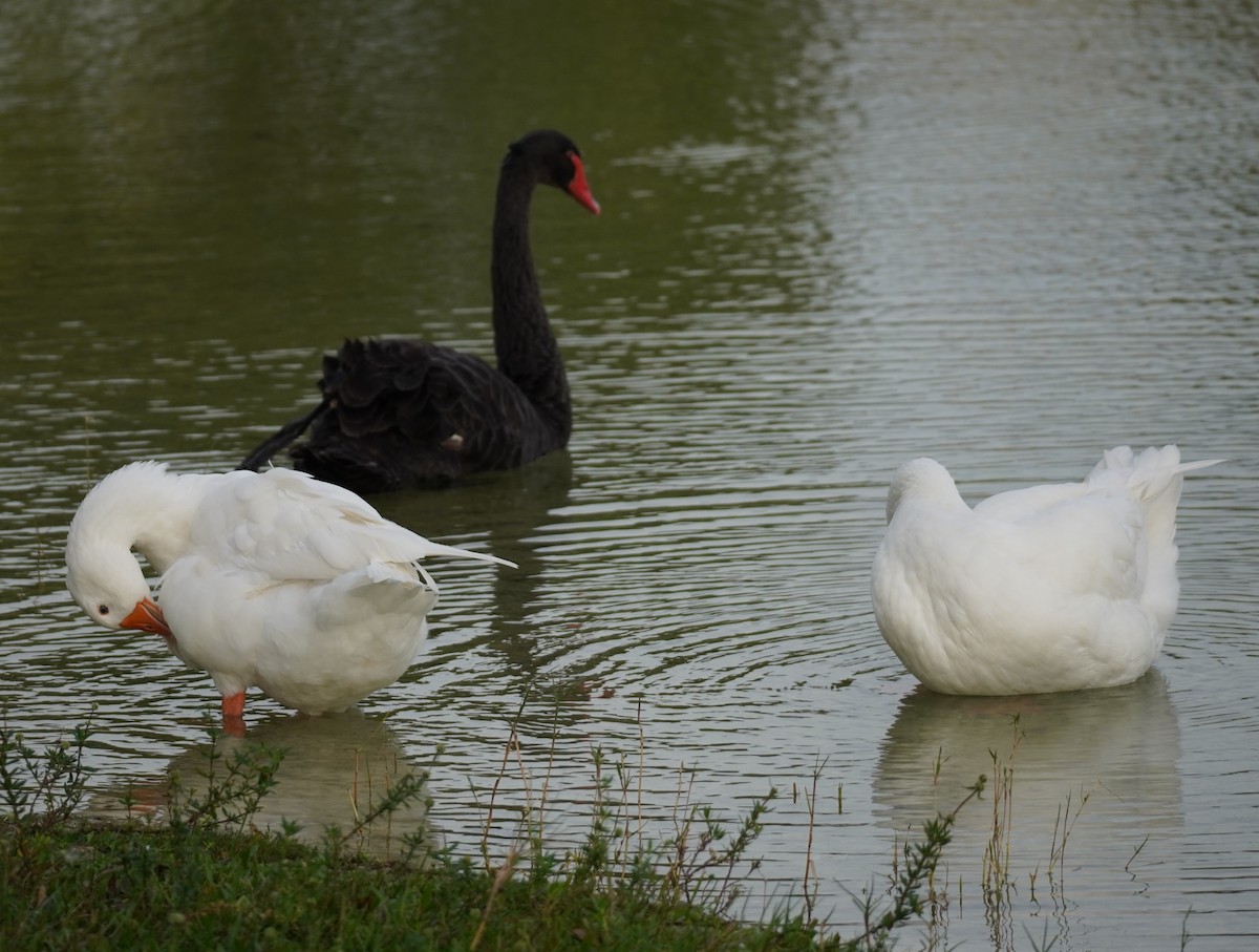 Domestic goose sp. (Domestic type) - ML624218669