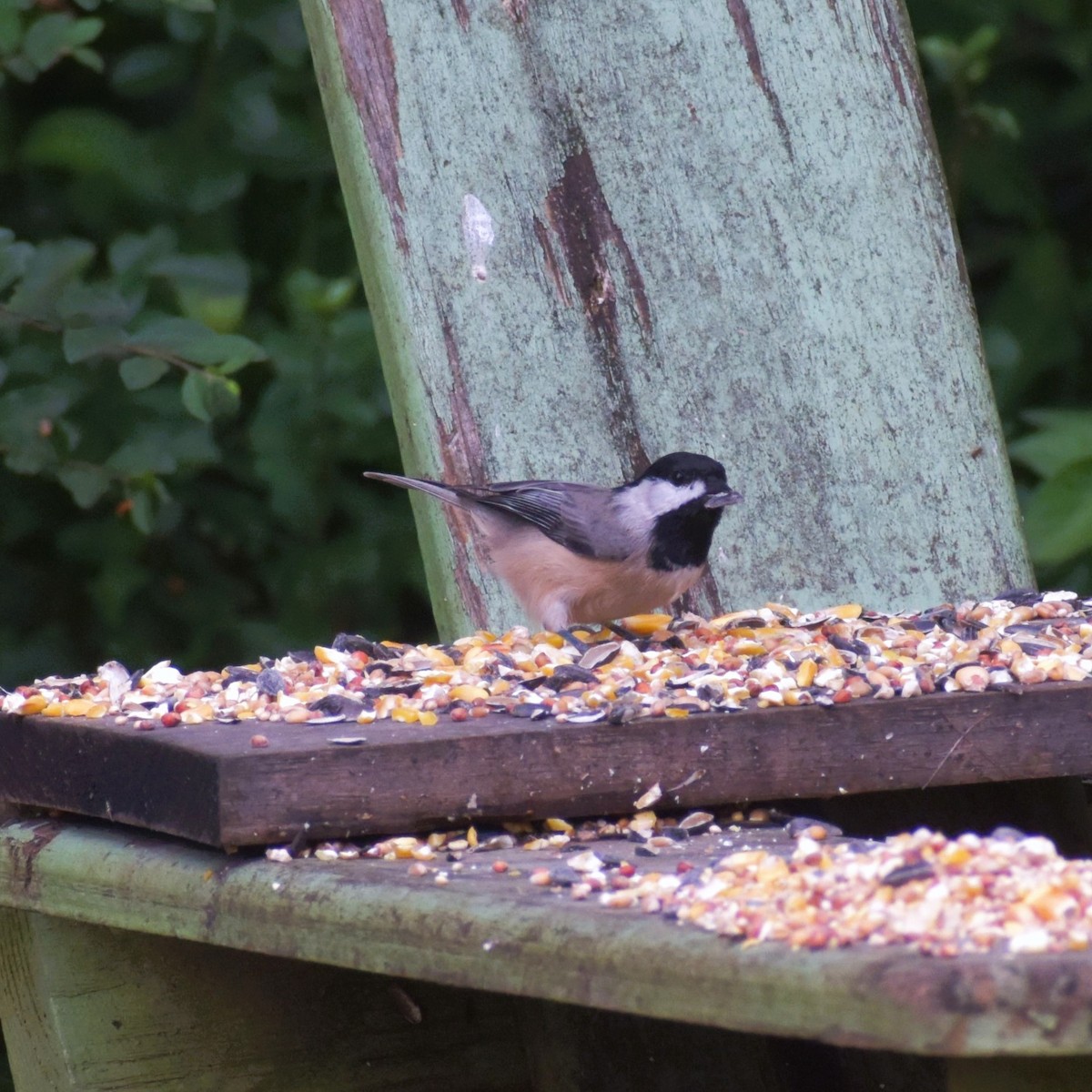 Carolina Chickadee - ML624218677