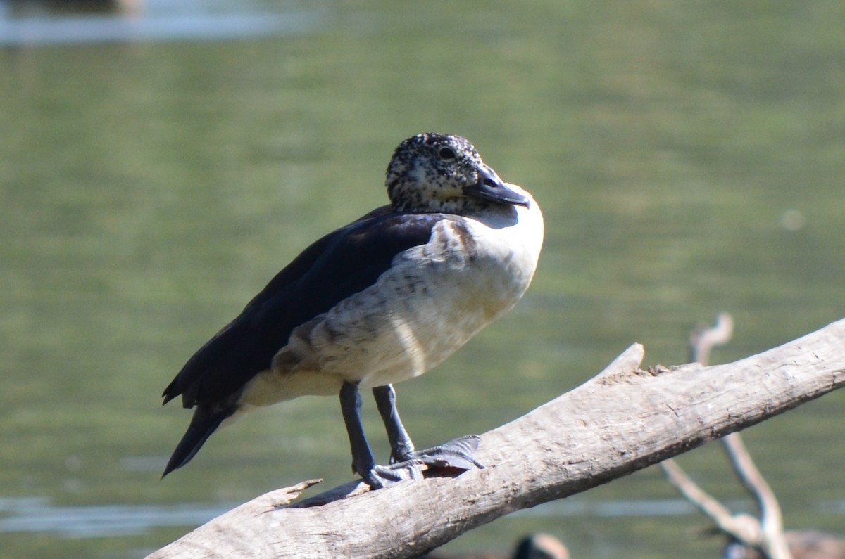 Knob-billed Duck - ML624218678