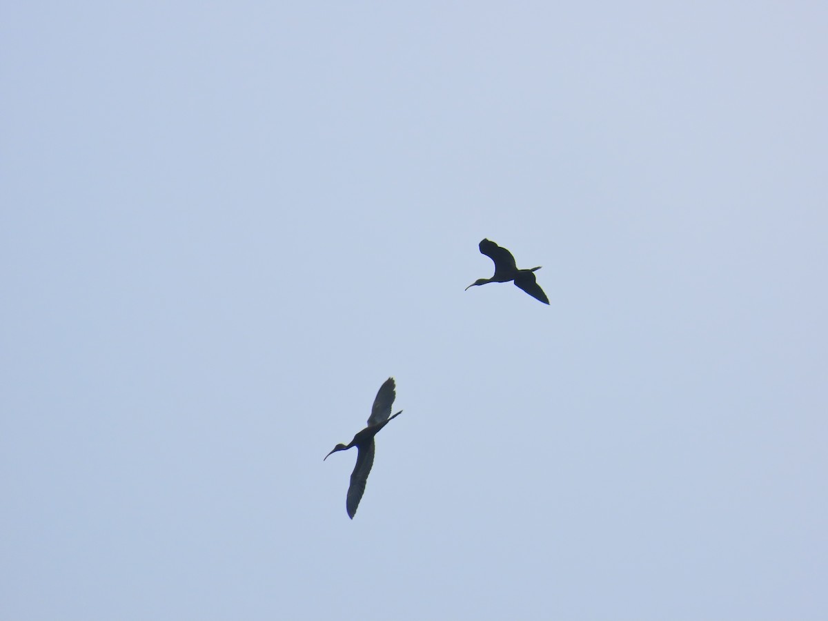 Glossy Ibis - ML624218680