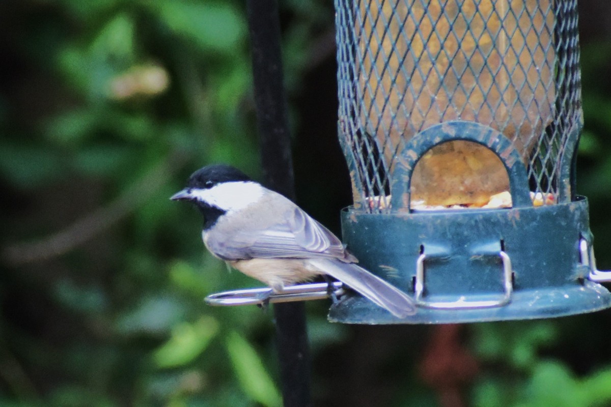 Carolina Chickadee - ML624218682