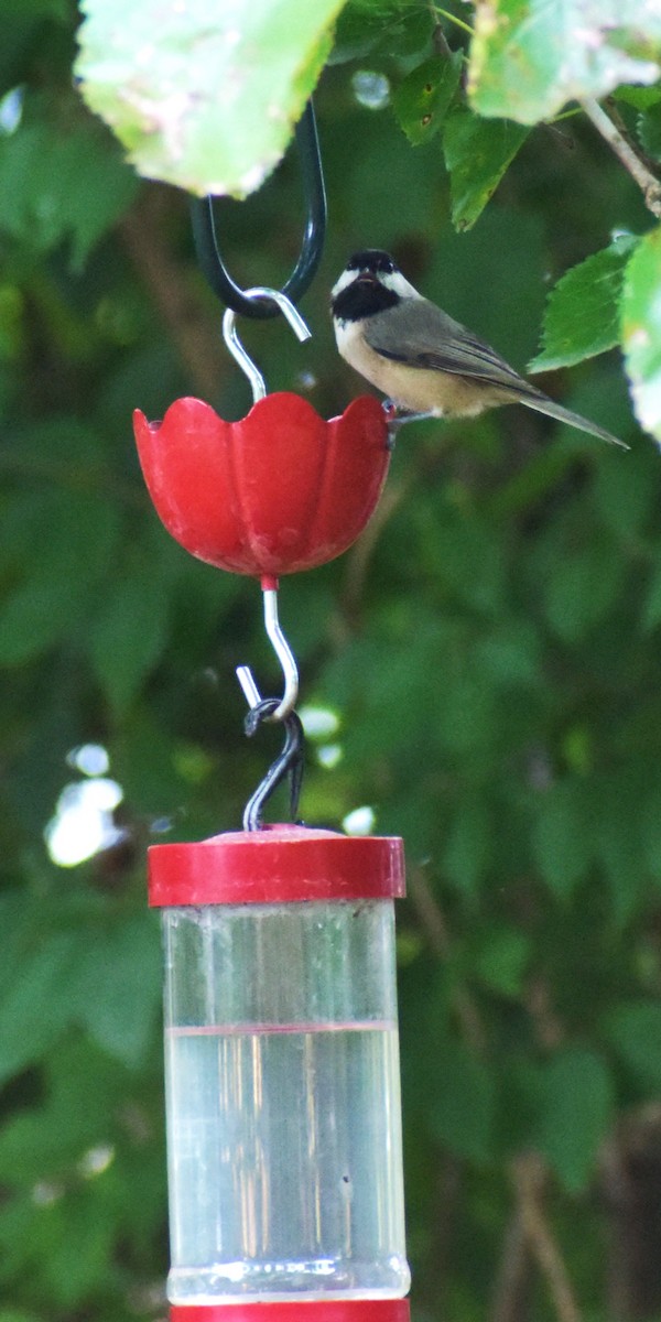 Carolina Chickadee - ML624218683