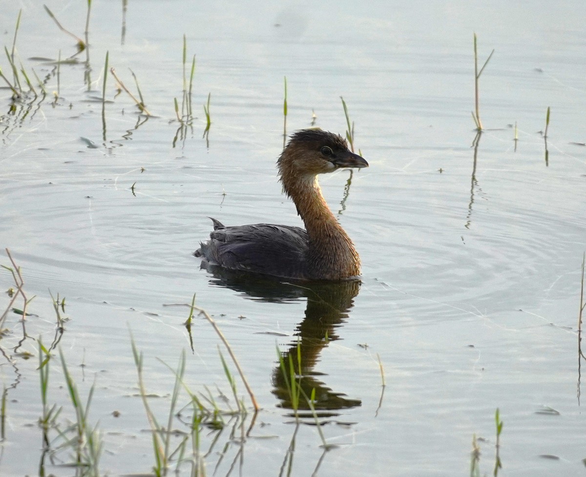 Pied-billed Grebe - ML624218684