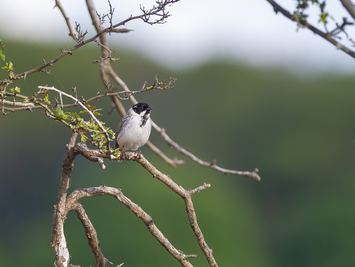 Reed Bunting - ML624218685