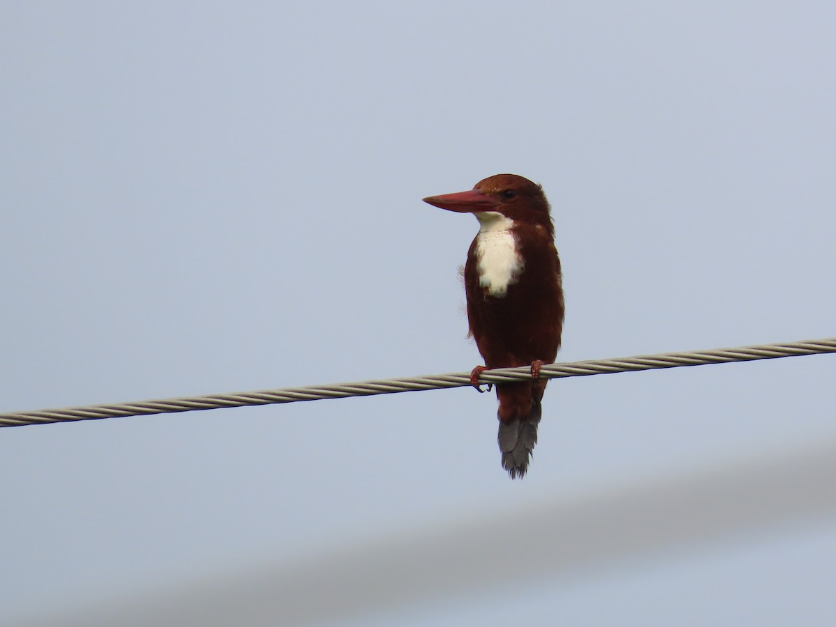 White-throated Kingfisher - ML624218686