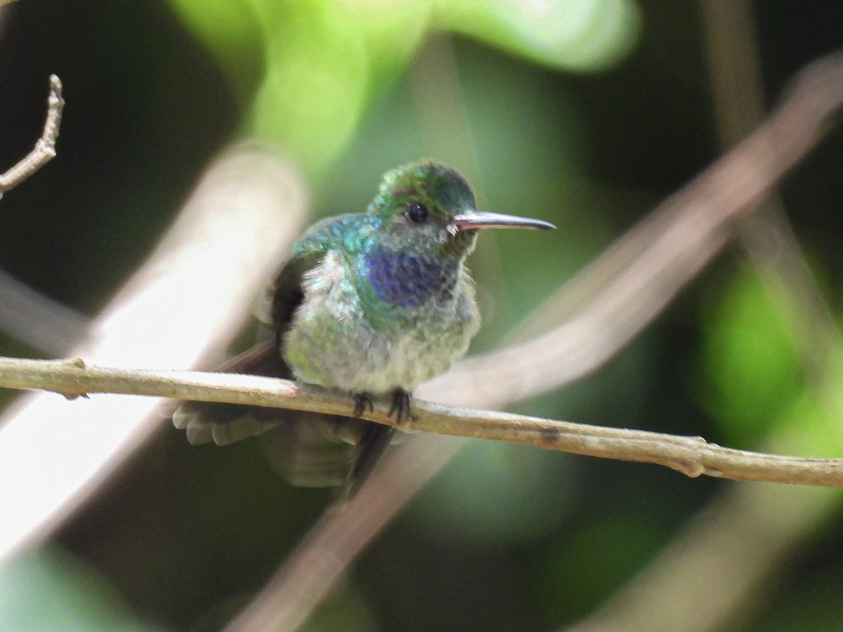 Blue-chested Hummingbird - ML624218687