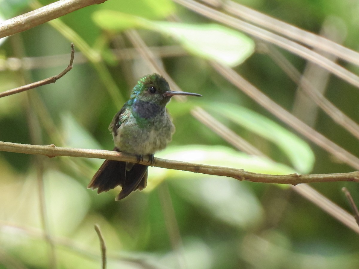 Blue-chested Hummingbird - ML624218688