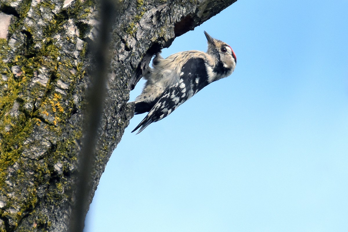 Lesser Spotted Woodpecker - ML624218689