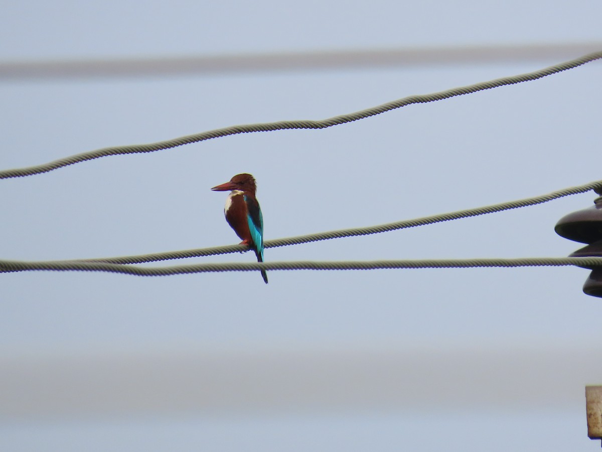 White-throated Kingfisher - ML624218690