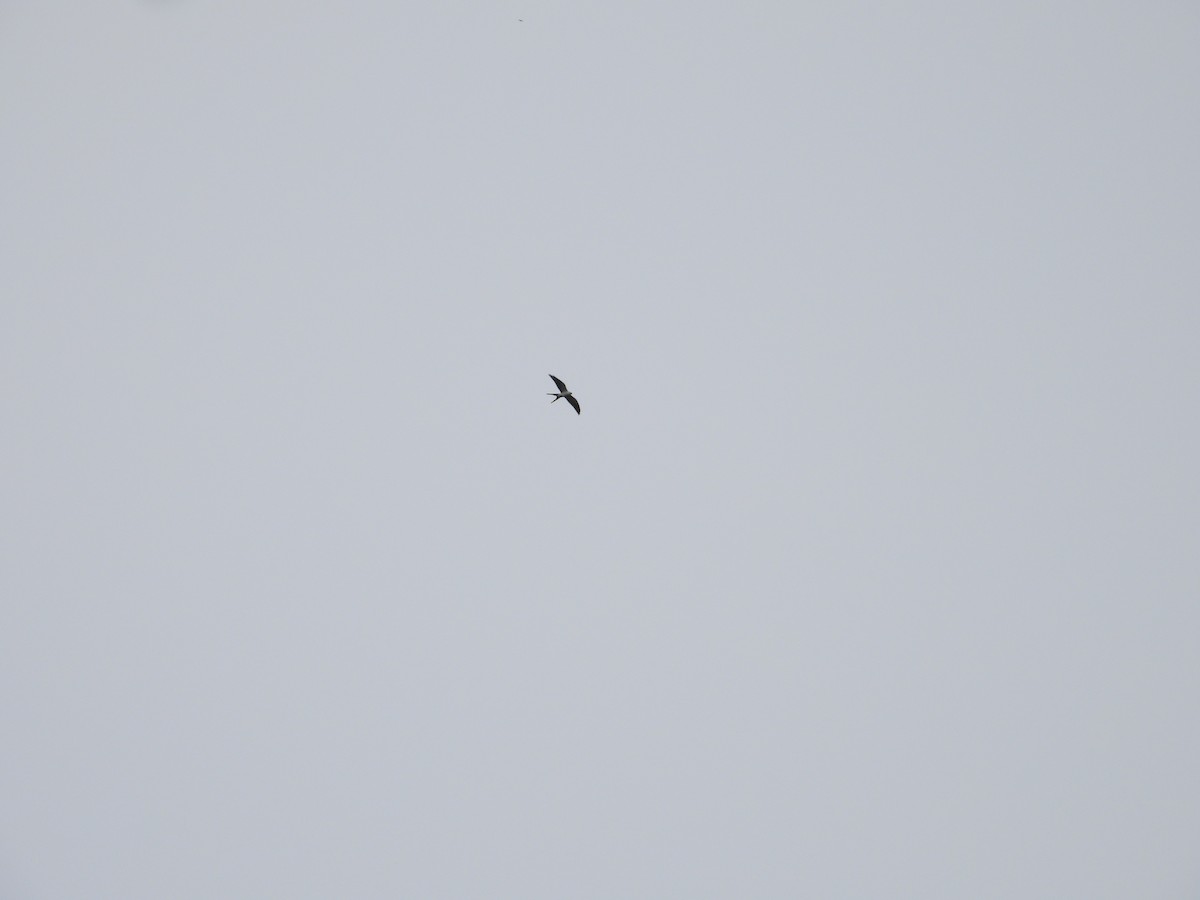 Swallow-tailed Kite - ML624218692