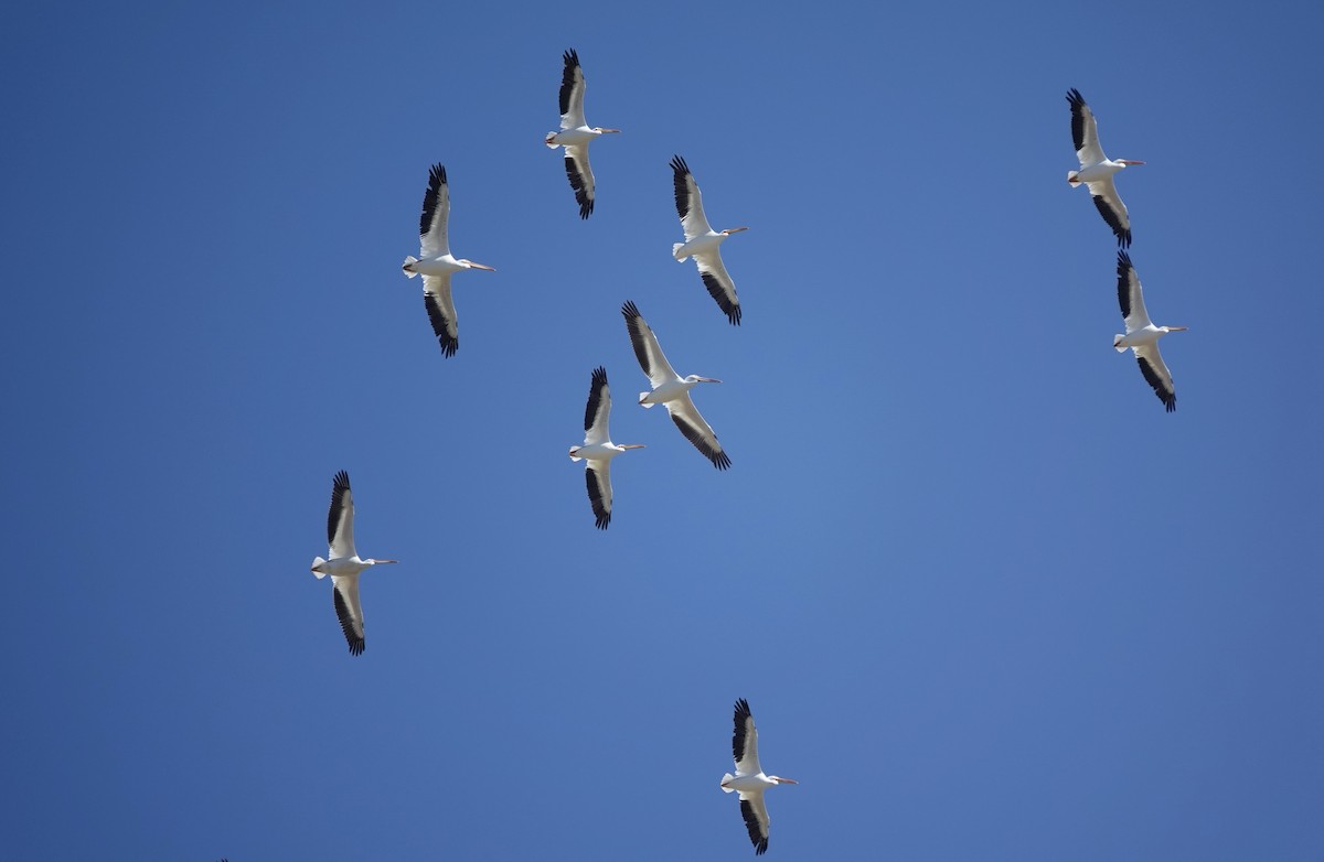 American White Pelican - ML624218694