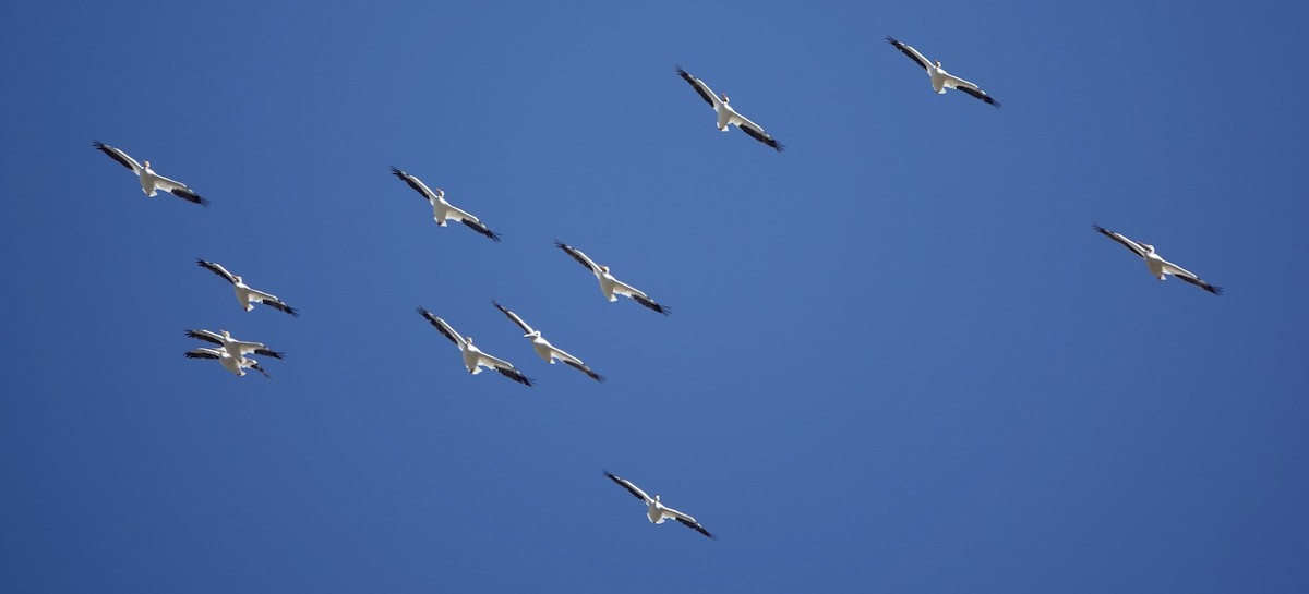 American White Pelican - ML624218695