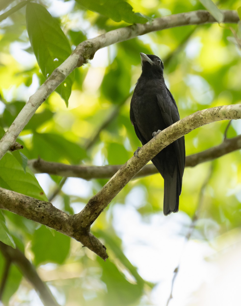 Purple-throated Fruitcrow - ML624218696