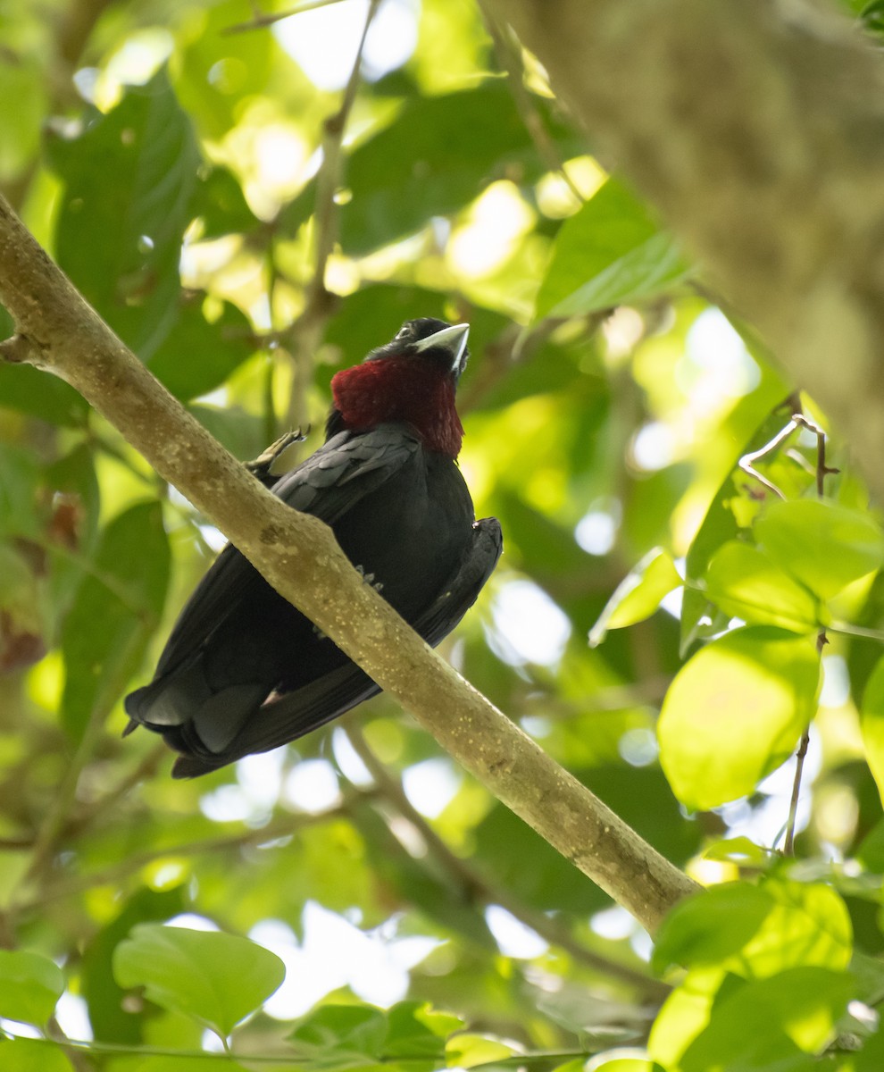 Purple-throated Fruitcrow - ML624218697