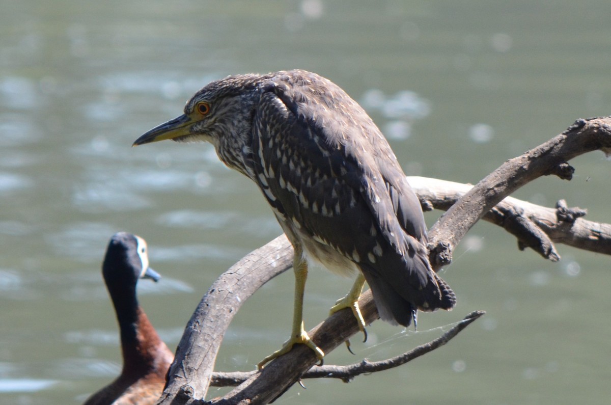 Black-crowned Night Heron - ML624218699