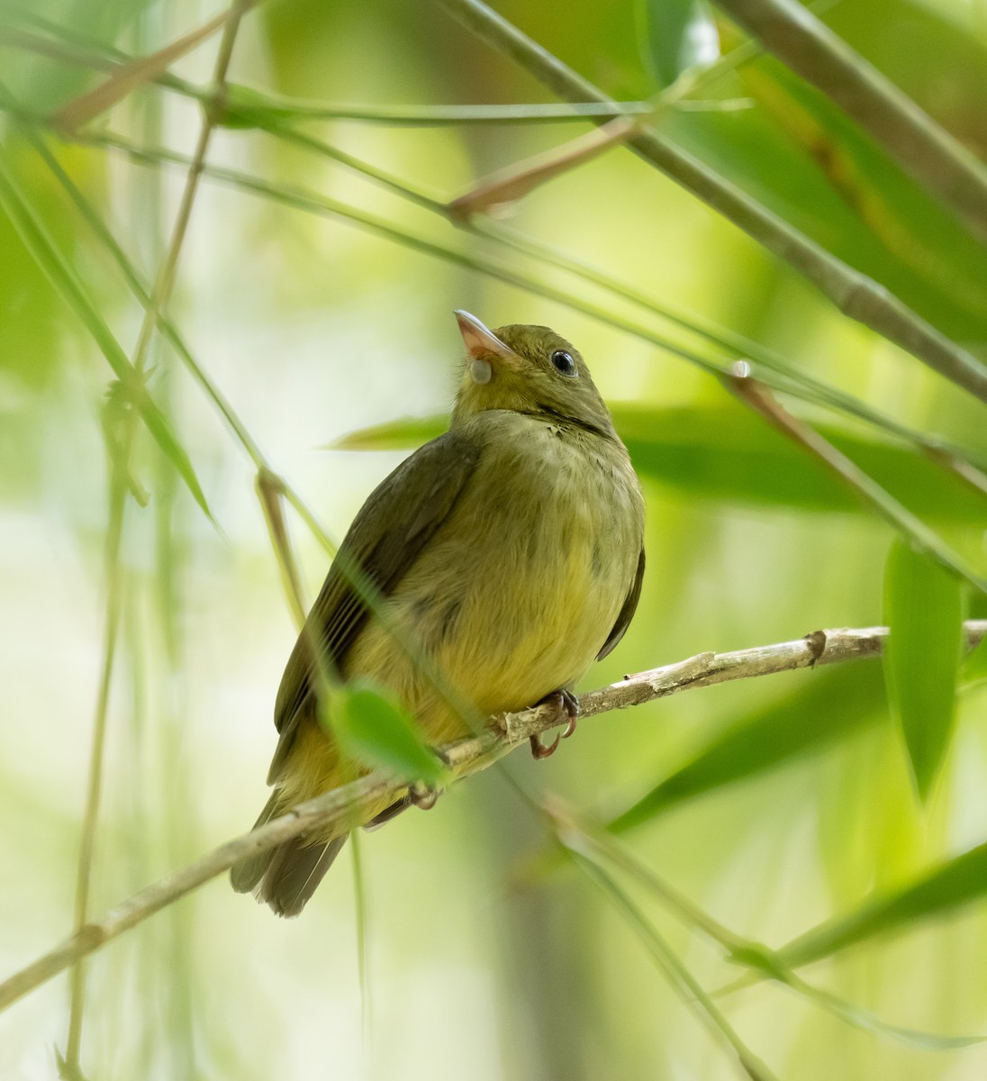 Red-capped Manakin - ML624218702