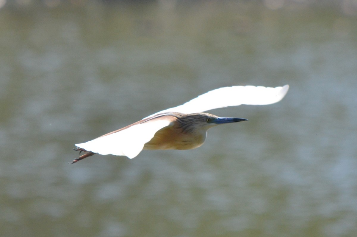 Squacco Heron - ML624218703