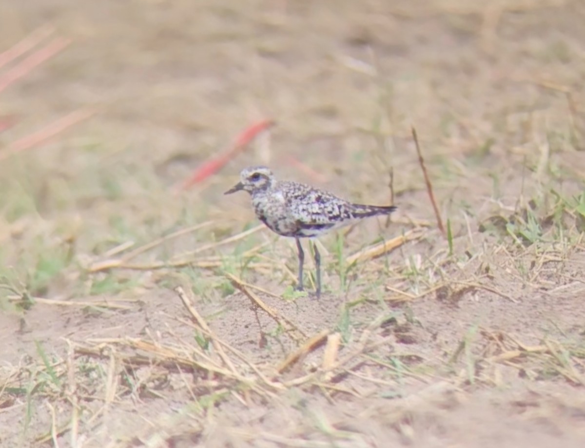 Black-bellied Plover - ML624218704