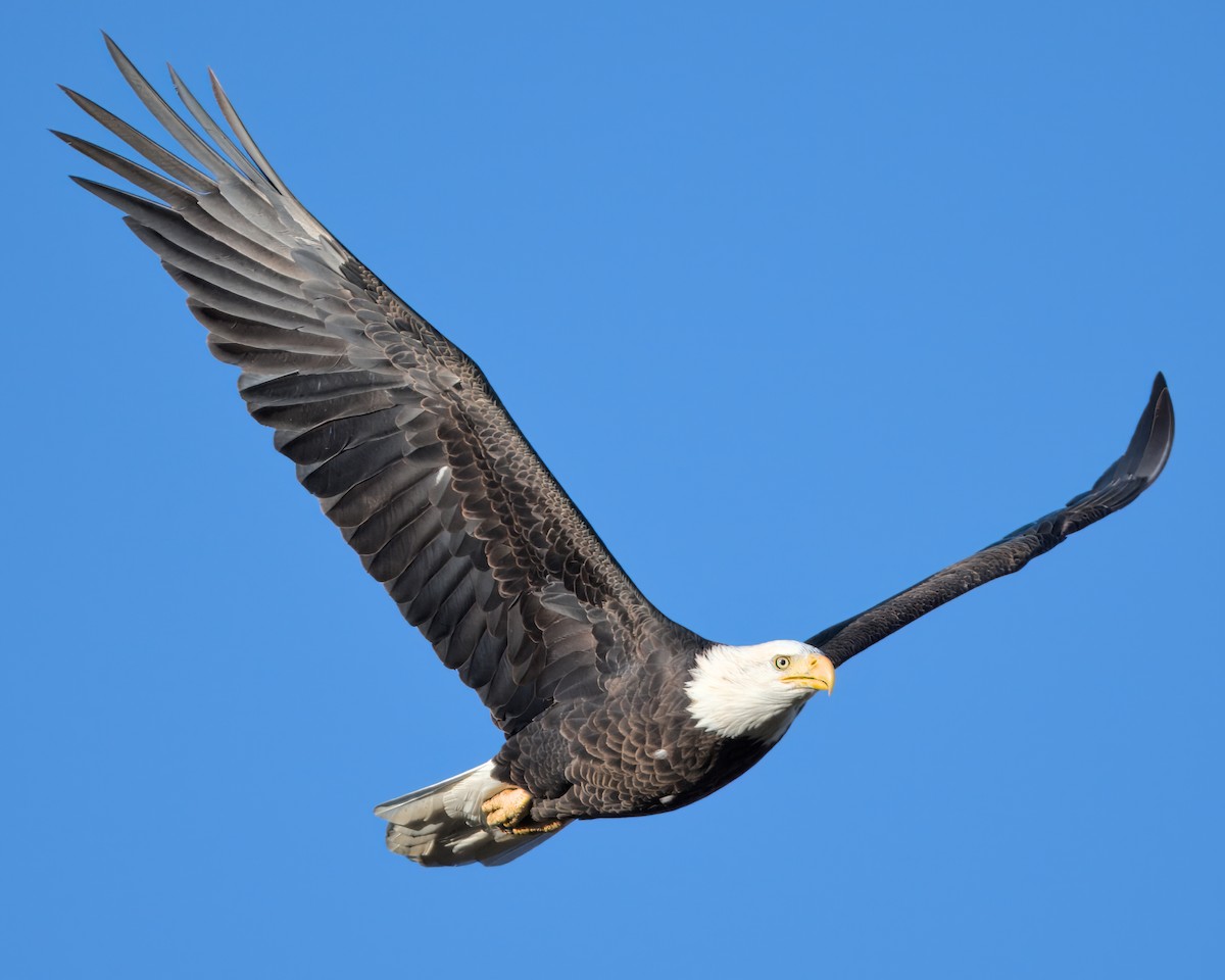 Bald Eagle - ML624218705