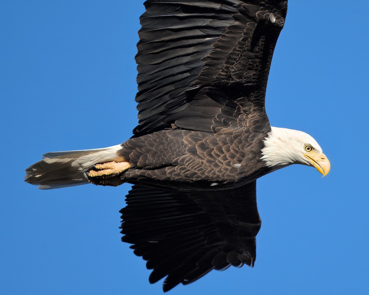 Bald Eagle - ML624218706